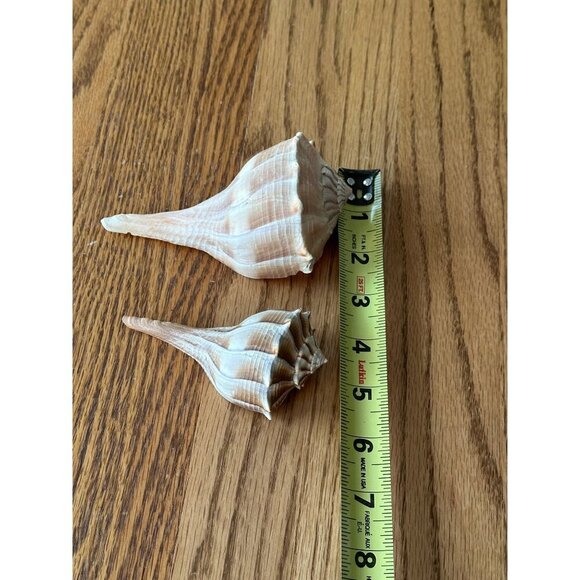 Pair Of Natural Ridged Seashells Sinistrofulgur perversum the lightning whelk - Picture 12 of 14